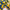 Tablecloth - Lemon - BlueTabla