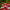 Tablecloth - Poppy - Light - BlueTabla
