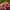 Tablecloth - Poppy - Light - BlueTabla